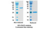 Certolizumab Pegol (TNFSF2/TNF-alpha/TNFA) Antibody, Monoclonal | 10-263