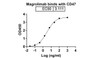 Magrolimab binds with CD47