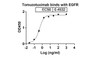 Tomuzotuximab binds with EGFR