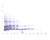 To detect Human RELM-beta by Western Blot analysis this antibody can be used at a concentration of 0.1 - 0.2 ug/ml. When used in conjunction with compatible secondary reagents, the detection limit for recombinant Human RELM-beta is 1.5 - 3.0 ng/lane, under either reducing or non-reducing conditions.