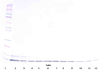 To detect hBD-1 by Western Blot analysis this antibody can be used at a concentration of 0.1 - 0.2 ug/ml. Used in conjunction with compatible secondary reagents the detection limit for recombinant hBD-1 is 1.5 - 3.0 ng/lane, under either reducing or non-reducing conditions.