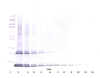 To detect mIL-15 by Western Blot analysis this antibody can be used at a concentration of 0.1 - 0.2 ug/ml. Used in conjunction with compatible secondary reagents the detection limit for recombinant mIL-15 is 1.5 - 3.0 ng/lane, under either reducing or non-reducing conditions.