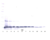 To detect mIL-22 by Western Blot analysis this antibody can be used at a concentration of 0.1 - 0.2 ug/ml. Used in conjunction with compatible secondary reagents the detection limit for recombinant mIL-22 is 1.5 - 3.0 ng/lane, under either reducing or non-reducing conditions.