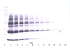 To detect hPlGF by Western Blot analysis this antibody can be used at a concentration of 0.1 - 0.2 ug/ml. Used in conjunction with compatible secondary reagents the detection limit for recombinant hPlGF is 1.5 - 3.0 ng/lane, under either reducing or non-reducing conditions.