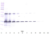 To detect hGalectin-3 by Western Blot analysis this antibody can be used at a concentration of 0.1 - 0.2 ug/ml. Used in conjunction with compatible secondary reagents the detection limit for recombinant hGalectin-3 is 1.5 - 3.0 ng/lane, under either reducing or non-reducing conditions.