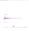 To detect mIL-17A by Western Blot analysis this antibody can be used at a concentration of 0.1 - 0.2 ug/ml. Used in conjunction with compatible secondary reagents the detection limit for recombinant mIL-17A is 1.5 - 3.0 ng/lane, under either reducing or non-reducing conditions.