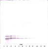 To detect hBD-4 by Western Blot analysis this antibody can be used at a concentration of 0.1 - 0.2 ug/ml. Used in conjunction with compatible secondary reagents the detection limit for recombinant hBD-4 is 1.5 - 3.0 ng/lane, under either reducing or non-reducing conditions.