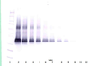 To detect Rat VEGF by Western Blot analysis this antibody can be used at a concentration of 0.1 - 0.2 ug/ml. Used in conjunction with compatible secondary reagents the detection limit for recombinant Rat VEGF is 1.5 - 3.0 ng/lane, under either reducing or non-reducing conditions.