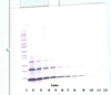 To detect hPTHrP by Western Blot analysis this antibody can be used at a concentration of 0.1 - 0.2 ug/ml. Used in conjunction with compatible secondary reagents the detection limit for recombinant hPTHrP is 1.5 - 3.0 ng/lane, under either reducing or non-reducing conditions.