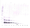 To detect hPTHrP by Western Blot analysis this antibody can be used at a concentration of 0.1 - 0.2 ug/ml. Used in conjunction with compatible secondary reagents the detection limit for recombinant hPTHrP is 1.5 - 3.0 ng/lane, under either reducing or non-reducing conditions.