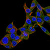 This antibody stained HepG2 cells. The primary antibody was incubated at 3.0 ug/ml overnight at 4˚C followed by a fluorescent labeled secondary antibody. Optimal concentrations and conditions may vary. Information courtesy of the Cell Profiling group, SciLifeLab Stockholm.
