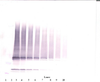 To detect hIL-17F by Western Blot analysis this antibody can be used at a concentration of 0.1 - 0.2 ug/ml. Used in conjunction with compatible secondary reagents the detection limit for recombinant hIL-17F is 1.5 - 3.0 ng/lane, under either reducing or non-reducing conditions.