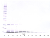To detect rat SCF by Western Blot analysis this antibody can be used at a concentration of 0.1 - 0.2 ug/ml. Used in conjunction with compatible secondary reagents the detection limit for recombinant rat SCF is 1.5 - 3.0 ng/lane, under either reducing or non-reducing conditions.