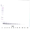 To detect Human Heregulin-beta1 by Western Blot analysis this antibody can be used at a concentration of 0.1 - 0.2 ug/ml. When used in conjunction with compatible secondary reagents, the detection limit for recombinant Human Heregulin-beta1 is 1.5 - 3.0 ng/lane, under either reducing or non-reducing conditions.