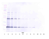 To detect Murine TRAIL by Western Blot analysis this antibody can be used at a concentration of 0.1 - 0.2 ug/ml. When used in conjunction with compatible secondary reagents, the detection limit for recombinant Murine TRAIL is 1.5 - 3.0 ng/lane, under either reducing or non-reducing conditions.