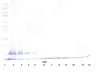 To detect hsTRAIL Receptor-2 by Western Blot analysis this antibody can be used at a concentration of 0.1 - 0.2 ug/ml. Used in conjunction with compatible secondary reagents the detection limit for recombinant hsTRAIL Receptor-2 is 1.5 - 3.0 ng/lane, under either reducing or non-reducing conditions.