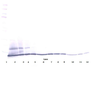 To detect Human CTACK by Western Blot analysis this antibody can be used at a concentration of 0.1 - 0.2 ug/ml. When used in conjunction with compatible secondary reagents the detection limit for recombinant Human CTACK is 1.5 - 3.0 ng/lane, under either reducing or non-reducing conditions.