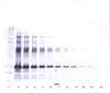 To detect hIGF-BP1 by Western Blot analysis this antibody can be used at a concentration of 0.1 - 0.2 ug/ml. Used in conjunction with compatible secondary reagents the detection limit for recombinant hIGF-BP1 is 1.5 - 3.0 ng/lane, under either reducing or non-reducing conditions.