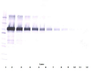 To detect hVCAM-1 by Western Blot analysis this antibody can be used at a concentration of 0.1 - 0.2 ug/ml. Used in conjunction with compatible secondary reagents the detection limit for recombinant hVCAM-1 is 1.5 - 3.0 ng/lane, under either reducing or non-reducing conditions.