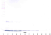 To detect Rat GM-CSF by Western Blot analysis this antibody can be used at a concentration of 0.1 - 0.2 ug/ml. Used in conjunction with compatible secondary reagents the detection limit for recombinant Rat GM-CSF is 1.5 - 3.0 ng/lane, under either reducing or non-reducing conditions.