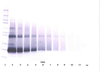 To detect Human IFN-beta by Western Blot analysis this antibody can be used at a concentration of 0.1-0.2 ug/ml. When used in conjunction with compatible secondary reagents, the detection limit for recombinant Human IFN-beta is 1.5-3.0 ng/lane, under either reducing or non-reducing conditions.