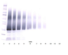 To detect hIGF-BP5 by Western Blot analysis this antibody can be used at a concentration of 0.1 - 0.2 ug/ml. Used in conjunction with compatible secondary reagents the detection limit for recombinant hIGF-BP5 is 1.5 - 3.0 ng/lane, under either reducing or non-reducing conditions.