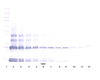 To detect hBMP-2 by Western Blot analysis this antibody can be used at a concentration of 0.1 - 0.2 ug/ml. Used in conjunction with compatible secondary reagents the detection limit for recombinant hBMP-2 is 1.5 - 3.0 ng/lane, under either reducing or non-reducing conditions.