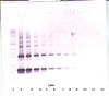 To detect Rat CNTF by Western Blot analysis this antibody can be used at a concentration of 0.1-0.2 ug/ml. Used in conjunction with compatible secondary reagents the detection limit for recombinant Rat CNTF is 1.5-3.0 ng/lane, under either reducing or non-reducing conditions.