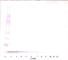 To detect mEGF by Western Blot analysis this antibody can be used at a concentration of 0.1- 0.2 ug/ml. Used in conjunction with compatible secondary reagents the detection limit for recombinant mEGF is 1.5-3.0 ng/lane, under either reducing or non-reducing conditions.