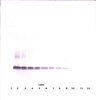 To detect hExodus-2 by Western Blot analysis this antibody can be used at a concentration of 0.1-0.2 ug/ml. Used in conjunction with compatible secondary reagents the detection limit for recombinant hExodus-2 is 1.5-3.0 ng/lane, under either reducing or non-reducing conditions.