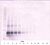 To detect hFGF-17 by Western Blot analysis this antibody can be used at a concentration of 0.1- 0.2 ug/ml. Used in conjunction with compatible secondary reagents the detection limit for recombinant hFGF-17 is 1.5-3.0 ng/lane, under either reducing or non-reducing conditions.