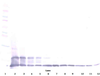 To detect hFractalkine by Western Blot analysis this antibody can be used at a concentration of 0.1-0.2 ug/ml. Used in conjunction with compatible secondary reagents the detection limit for recombinant hFractalkine is 1.5-3.0 ng/lane, under either reducing or non-reducing conditions.