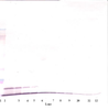 To detect Rat GRO/KC by Western Blot analysis this antibody can be used at a concentration of 0.1-0.2 ug/ml. When used in conjunction with compatible secondary reagents, the detection limit for recombinant Rat GRO/KC is 1.5-3.0 ng/lane, under either reducing or non-reducing conditions.