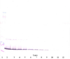 To detect Murine IFN-gamma by Western Blot analysis this antibody can be used at a concentration of 0.1-0.2 ug/ml. When used in conjunction with compatible secondary reagents, the detection limit for recombinant Murine IFN-gamma is 1.5-3.0 ng/lane, under either reducing or non-reducing conditions.