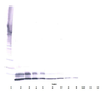 To detect hIGF-II by Western Blot analysis this antibody can be used at a concentration of 0.1- 0.2 ug/ml. Used in conjunction with compatible secondary reagents the detection limit for recombinant hIGF-II is 1.5-3.0 ng/lane, under either reducing or non-reducing conditions.