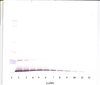 To detect hIL-13 by Western Blot analysis this antibody can be used at a concentration of 0.1 - 0.2 ug/ml. Used in conjunction with compatible secondary reagents the detection limit for recombinant hIL-13 is 1.5 - 3.0 ng/lane, under either reducing or non-reducing conditions.