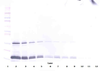 To detect hIL-16 by Western Blot analysis this antibody can be used at a concentration of 0.1 - 0.2 ug/ml. Used in conjunction with compatible secondary reagents the detection limit for recombinant hIL-16 is 1.5-3.0 ng/lane, under either reducing or non-reducing conditions.