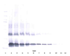 To detect hIL-2 by Western Blot analysis this antibody can be used at a concentration of 0.1 - 0.2 ug/ml. Used in conjunction with compatible secondary reagents the detection limit for recombinant hIL-2 is 1.5 - 3.0 ng/lane, under either reducing or non-reducing conditions.