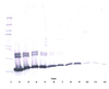 To detect mIL-2 by Western Blot analysis this antibody can be used at a concentration of 0.1-0.2 ug/ml. Used in conjunction with compatible secondary reagents the detection limit for recombinant mIL-2 is 1.5-3.0 ng/lane, under either reducing or non-reducing conditions.