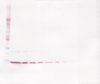 To detect Rat IL-4 by Western Blot analysis this antibody can be used at a concentration of 0.1 - 0.2 ug/ml. When used in conjunction with compatible secondary reagents, the detection limit for recombinant Rat IL-4 is 1.5 - 3.0 ng/lane, under either reducing or non-reducing conditions.