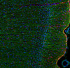 This antibody stained colchicine injected rat brain (cingulate cortex) tissue. The primary antibody was incubated at 1.0 ug/ml overnight at 4˚C. This was followed by a peroxidase conjugated secondary antibody and then a fluorescein Tyramide Signal Amplification (TSA) reagent. Optimal concentrations and conditions may vary.