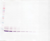 To detect Human IL-8 by Western Blot analysis this antibody can be used at a concentration of 0.1 - 0.2 ug/ml. When used in conjunction with compatible secondary reagents, the detection limit for recombinant Human IL-8 is 1.5 - 3.0 ng/lane, under either reducing or non-reducing conditions.