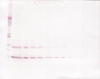 To detect Murine IL-9 by Western Blot analysis this antibody can be used at a concentration of 0.1-0.2 ug/ml. When used in conjunction with compatible secondary reagents, the detection limit for recombinant Murine IL-9 is 1.5-3.0 ng/lane, under either reducing or non-reducing conditions.