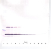 To detect mLeptin by Western Blot analysis this antibody can be used at a concentration of 0.1-0.2 ug/ml. Used in conjunction with compatible secondary reagents the detection limit for recombinant mLeptin is 1.5-3.0 ng/lane, under either reducing or non-reducing conditions.