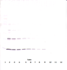 To detect hLeptin by Western Blot analysis this antibody can be used at a concentration of 0.1-0.2 ug/ml. Used in conjunction with compatible secondary reagents the detection limit for recombinant hLeptin is 1.5-3.0 ng/lane, under either reducing or non-reducing conditions.