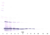 To detect Rat MCP-1 (MCAF) by Western Blot analysis this antibody can be used at a concentration of 0.1 - 0.2 ug/ml. Used in conjunction with compatible secondary reagents the detection limit for recombinant Rat MCP-1 (MCAF) is 1.5-3.0 ng/lane, under either reducing or non-reducing conditions.