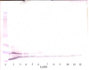 To detect hMCP-3 by Western Blot analysis this antibody can be used at a concentration of 0.1- 0.2 ug/ml. Used in conjunction with compatible secondary reagents the detection limit for recombinant hMCP-3 is 1.5-3.0 ng/lane, under either reducing or non-reducing conditions.