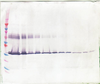 To detect hM-CSF by Western Blot analysis this antibody can be used at a concentration of 0.1- 0.2 ug/ml. Used in conjunction with compatible secondary reagents the detection limit for recombinant hM-CSF is 1.5-3.0 ng/lane, under either reducing or non-reducing conditions.