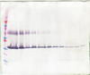 To detect hM-CSF by Western Blot analysis this antibody can be used at a concentration of 0.1 - 0.2 ug/ml. Used in conjunction with compatible secondary reagents the detection limit for recombinant hM-CSF is 1.5 - 3.0 ng/lane, under either reducing or non-reducing conditions.