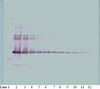 To detect mM-CSF by Western Blot analysis this antibody can be used at a concentration of 0.1-0.2 ug/ml. Used in conjunction with compatible secondary reagents the detection limit for recombinant mM-CSF is 1.5-3.0 ng/lane, under either reducing or non-reducing conditions.